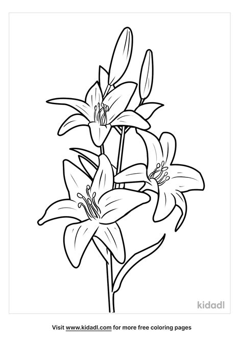 lily flower coloring pages  flower site