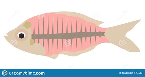 vector  ray fish isolated  white background stock vector