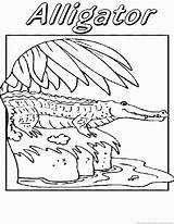 Alligator Gar sketch template