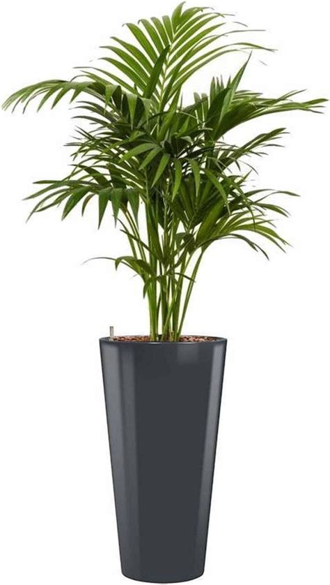 kentiapalm  zelfwatergevende runner kamerplanten palm planten