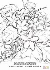 Coloring Flower State Massachusetts Pages Mayflower Printable Supercoloring Drawing Color Colouring Drawings Indiana Ship Getcolorings Template Categories Sheets Getdrawings Colorings sketch template