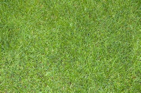 grass green nature environment landscape pattern field lawn texture outdoors pxfuel