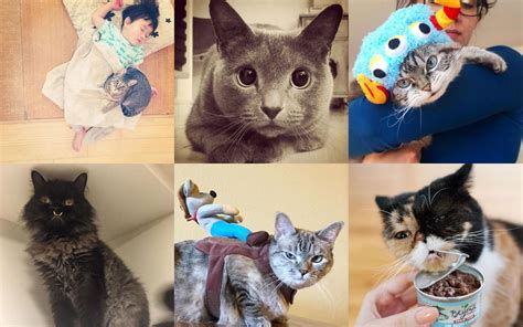 the best cat instagram accounts