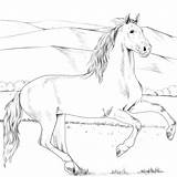 Coloring Horse Andalusian Pages Supercoloring Categories sketch template