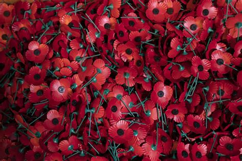 remembrance day   wear poppies    start wearing