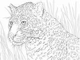 Jaguar Coloring Pages Portrait Animal Adult Printable Animals Colouring Drawings Crafts Color Jaguars Select Nature Category Lion Choose Board Sheet sketch template