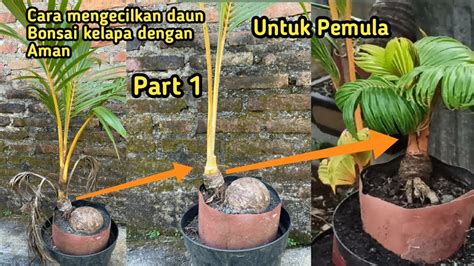mengecilkan daun bonsai kelapa bagi pemula coconut bonsai