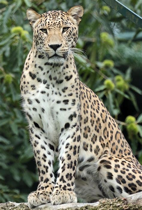 perzische panter beekse bergen jna leopard pictures pets cats exotic cats