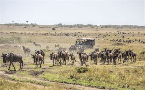 masai mara national reserve kenya  complete guide