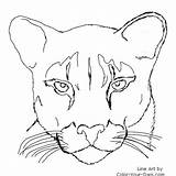 Panther Coloring Pages Puma Lion Mountain Face Drawing Cougar Drawings Florida Animal Color Printable Easy Head Print Outline Kids Vector sketch template