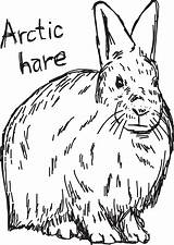 Hare Arctic sketch template