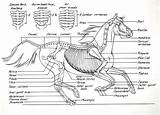 Anatomy Skeleton Esqueleto Bones Diagrama Anatomia sketch template