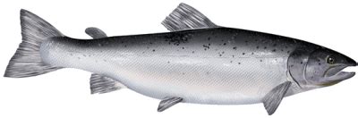 atlantic salmon   fish