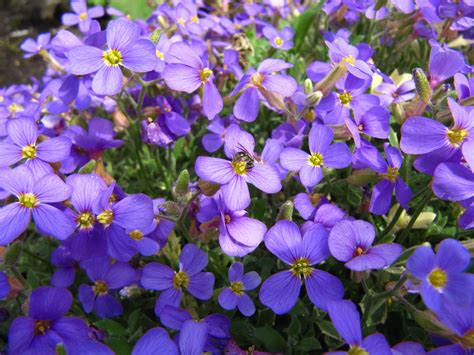 photo purple spring flower flora flower garden