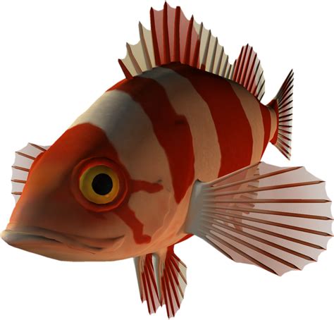png clipart  fish
