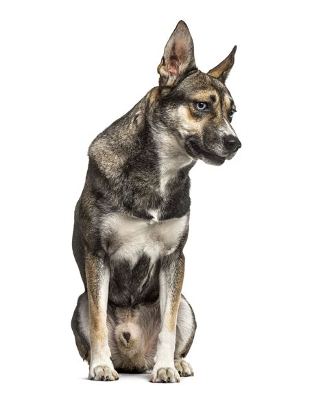 German Shepherd Husky Mix Shop For Your Cause