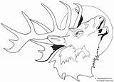 Elk Coloring Pages Head Drawing Deer Printable Moose Print Bull Line Easy Buck Clipart Clip Template Drawings Adult Tailed Draw sketch template