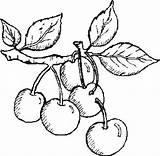 Cherries sketch template