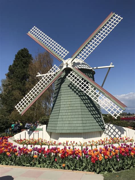 windmills  tulips