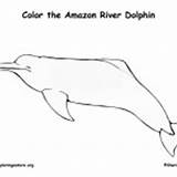 Mammals Dolphin Amazon Coloring River Category Nature sketch template