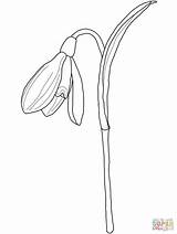Snowdrop Flower sketch template