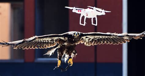 america lets invest   drone killing eagles wired