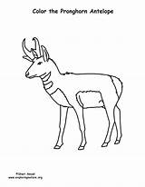 Pronghorn Coloring Antelope Drawing Sponsors Wonderful Support Please Getdrawings sketch template