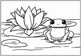 Lotus Frog Coloring sketch template