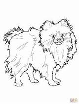Pomeranian Dog sketch template
