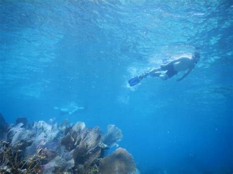 a day of snorkeling in the virgin islands aqua blue charters