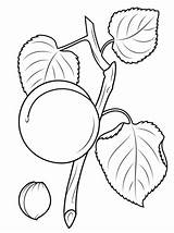 Apricot Coloring Pages Seed Branch Fruits Printable Blossom Drawing Leaves Categories sketch template