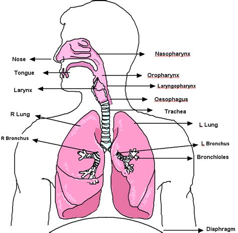 standard note human respiratory system