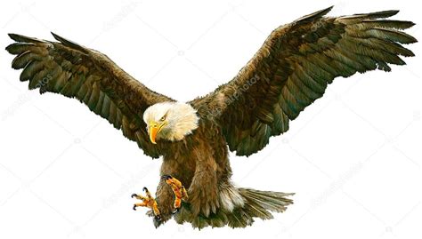 bald eagle flying hand draw  white stock photo  patthana