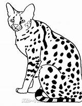 Coloring Pages Wild Dog Serval African Drawing Cats Cat Wildcat Wildcats Book Getdrawings Animals Color Skip Getcolorings Sheet Printable sketch template