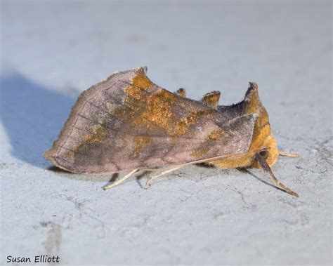 unspotted looper moth common moth and butterflies of indiana