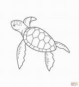 Tortue Printable Turtles sketch template