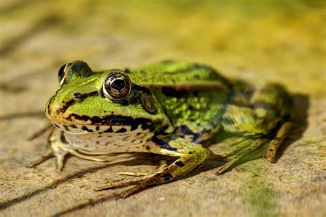 amphibians    extinct  amphibian crisis  worse    nature world news