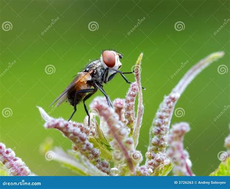 red eyed fly stock image image  garden august july