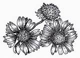 Gaillardia Coloring Designlooter Aristata Meadows Blanket Seeds Flower American 361px 32kb sketch template