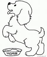Coloring Cachorro Cachorros Alifiah Goldendoodle Hungry Melhoramigo sketch template