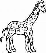 Giraffe Coloring Pages Clipart sketch template