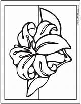 Lily Spring Coloring Pages Stargazer Flowers Drawing Printables Colorwithfuzzy Getdrawings Fun sketch template