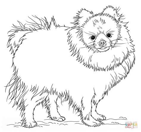 pomeranian puppy coloring page  printable coloring pages
