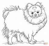 Pomeranian Coloring Pages Cute Dog Printable Puppy Draw Spitz Drawing Dogs Chihuahua Print Step Pdf Kids Color Getcolorings Pomeranians Tutorials sketch template