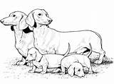 Teckel Chien Dachshund Chiots Ses Colorier Weiner Dessins Tristes Keloise Coloring sketch template