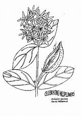 Milkweed Coloring Parents Showy Teachers Line Drawing sketch template