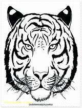 Tigers Pages sketch template