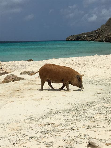 varkens op het strand bij porto marie curacao inmiddels wordt het strand ook wel pig beach
