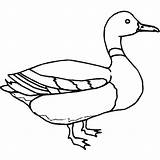 Mallard Itik Koleksi Indah Mewarna Clipartmag Ducks Getcolorings Webtech360 sketch template