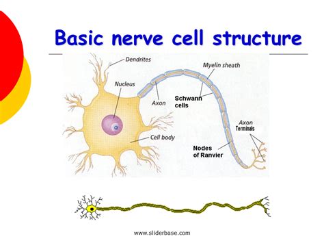 Wiring Diagram 34 Nerve Cell Diagram
